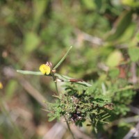 Vigna trilobata (L.) Verdc.